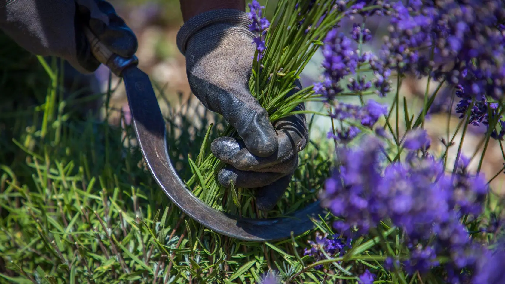 Cueillette des bouquets de lavande à la main