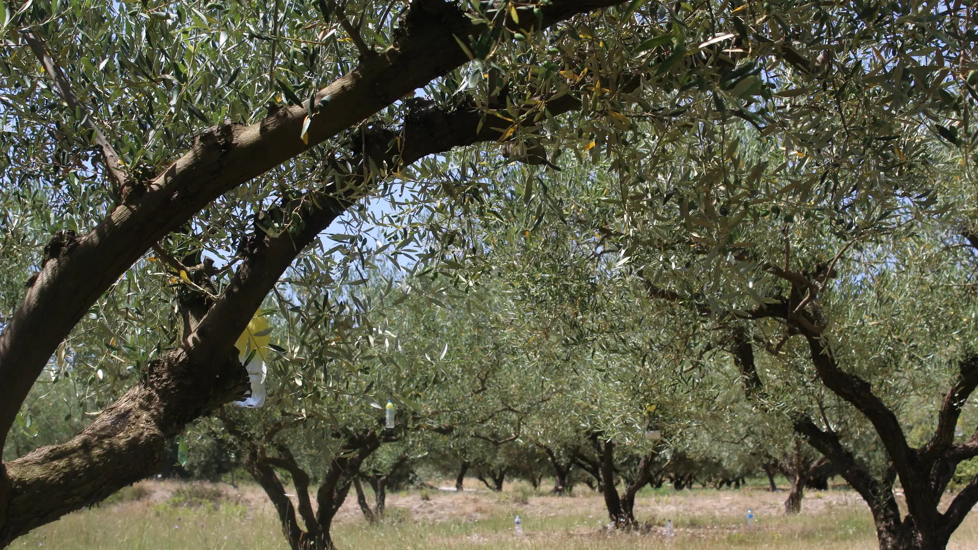 Olive grove