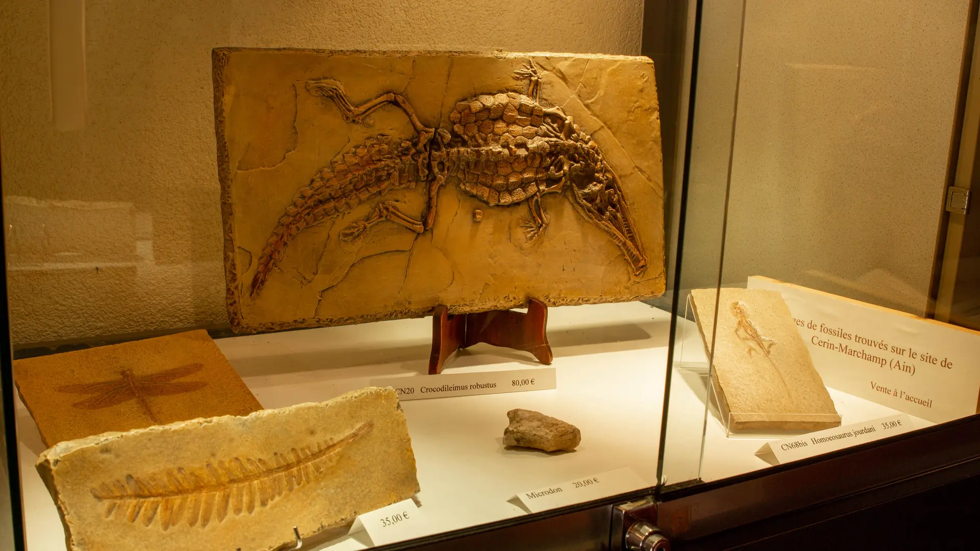 fossile du musée de Cerin