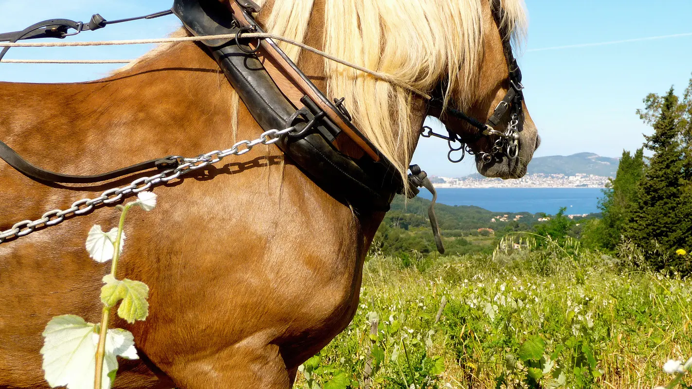 Horse plowing