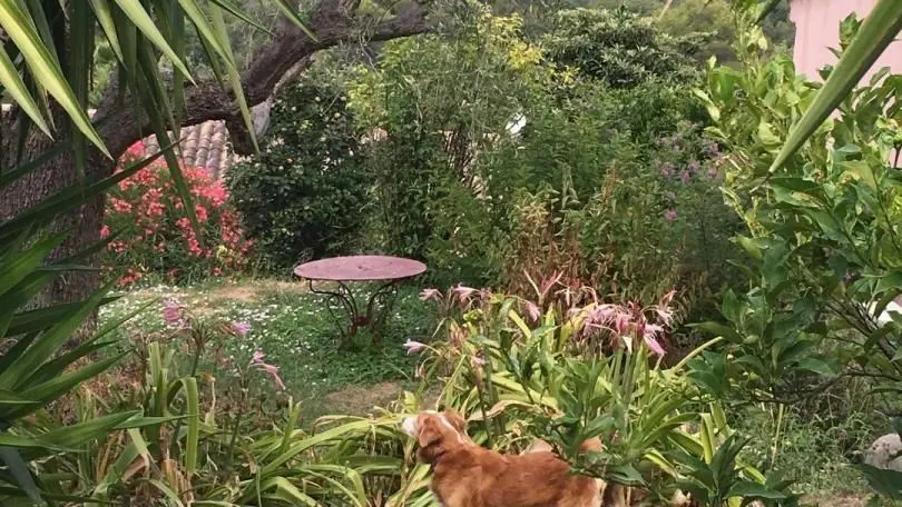 Gîte Mas de la Galinette Pivoine-Animaux acceptés-Biot-Gîtes de France Alpes-Maritimes