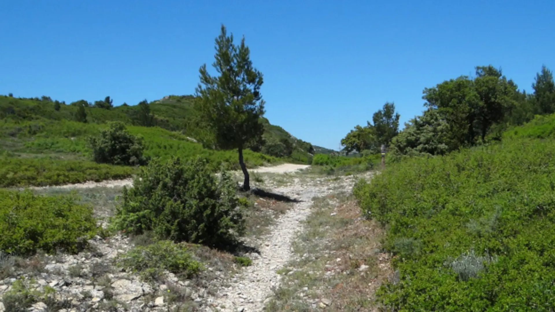 Garrigue d'Aramon