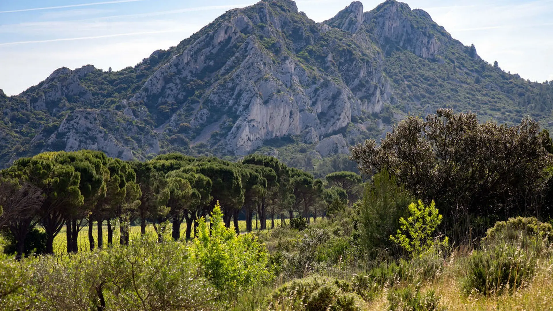 Wine estate Domaine de la Vallongue Eygalières mountain
