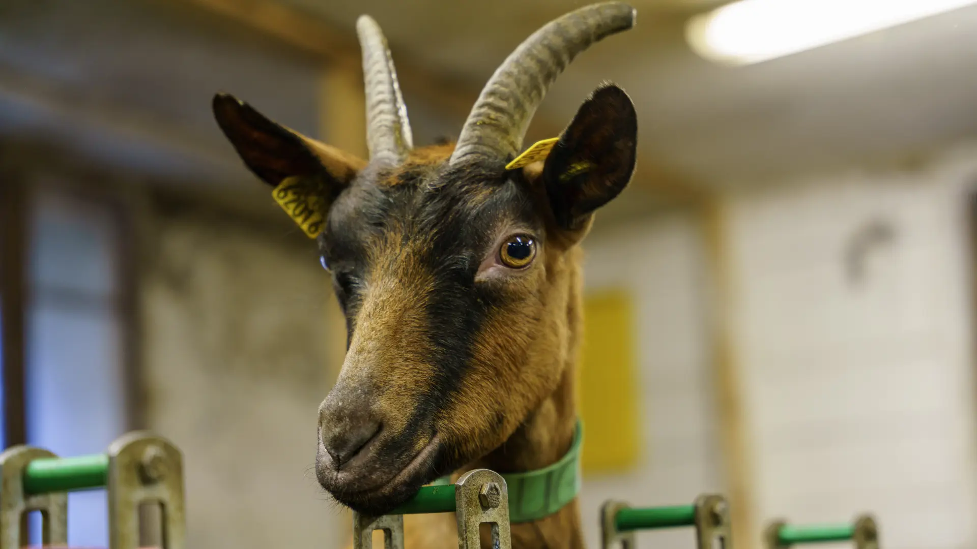 La Chèvrerie des Ardoisières