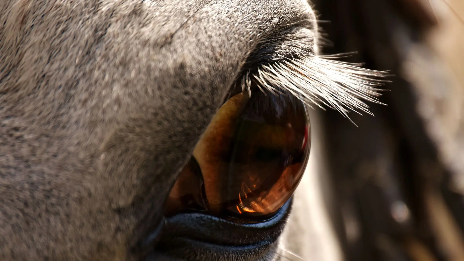 L'équitation autrement