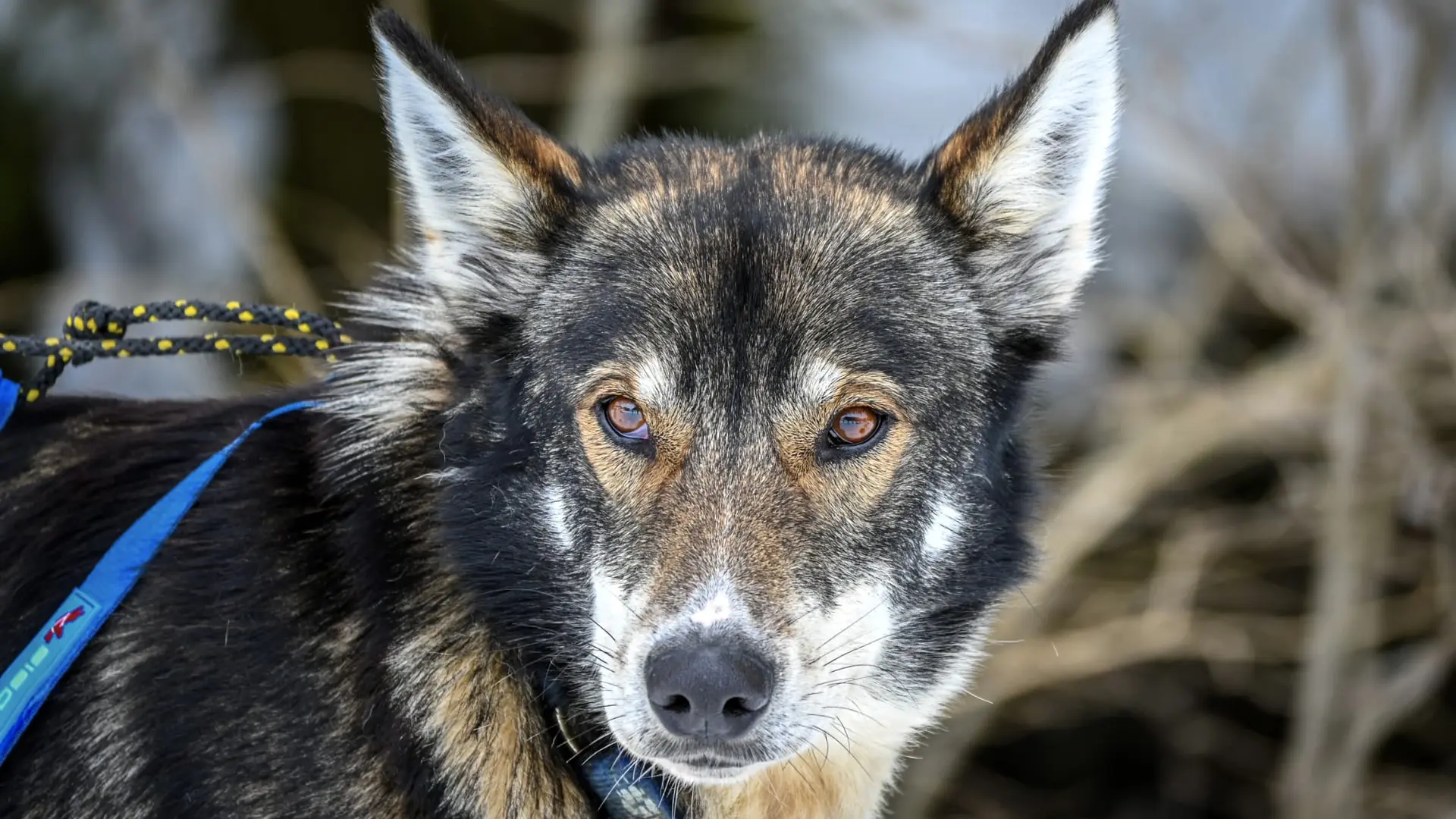 Chien de traîneaux