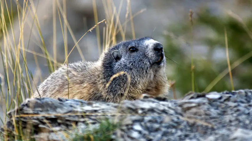 Marmotte du Mercantour par François Grados