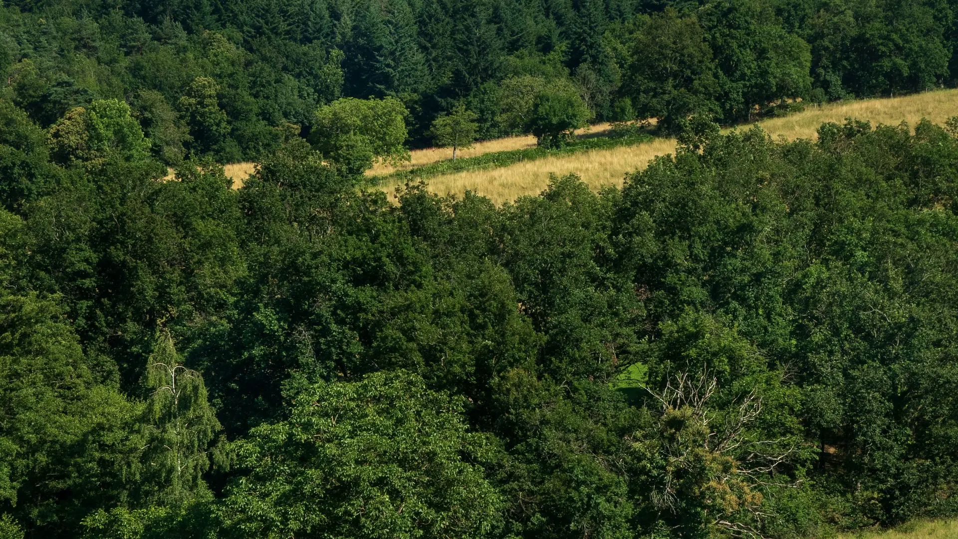 Randonnée du Puy du Roc à Châtel-Montagne