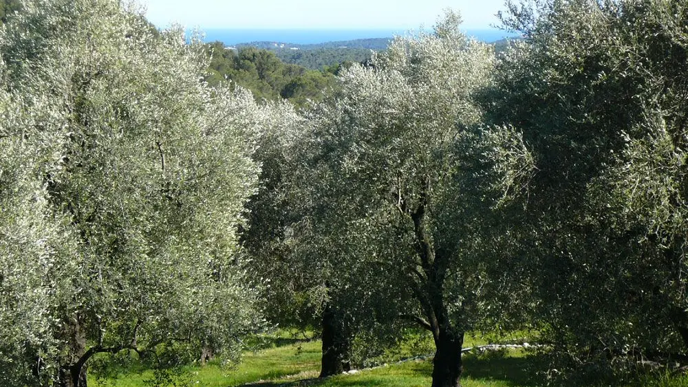 Gîte Bastide de la Rousoulina-Vue côté mer-Le Rouret-Gîtes de France Alpes-Maritimes