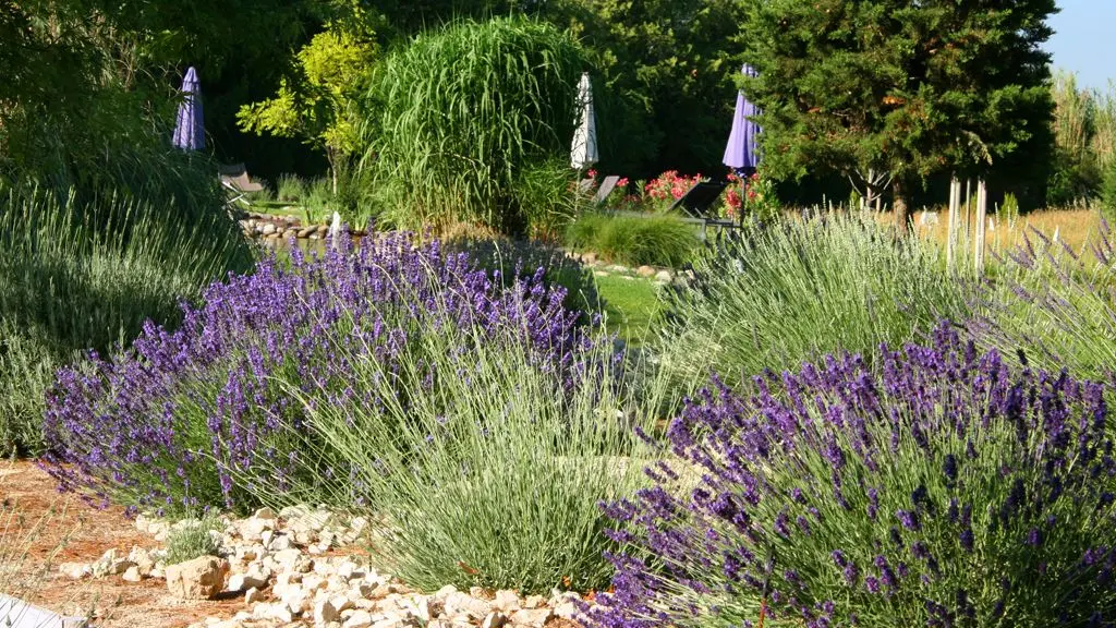 Collection Couleur Lavande