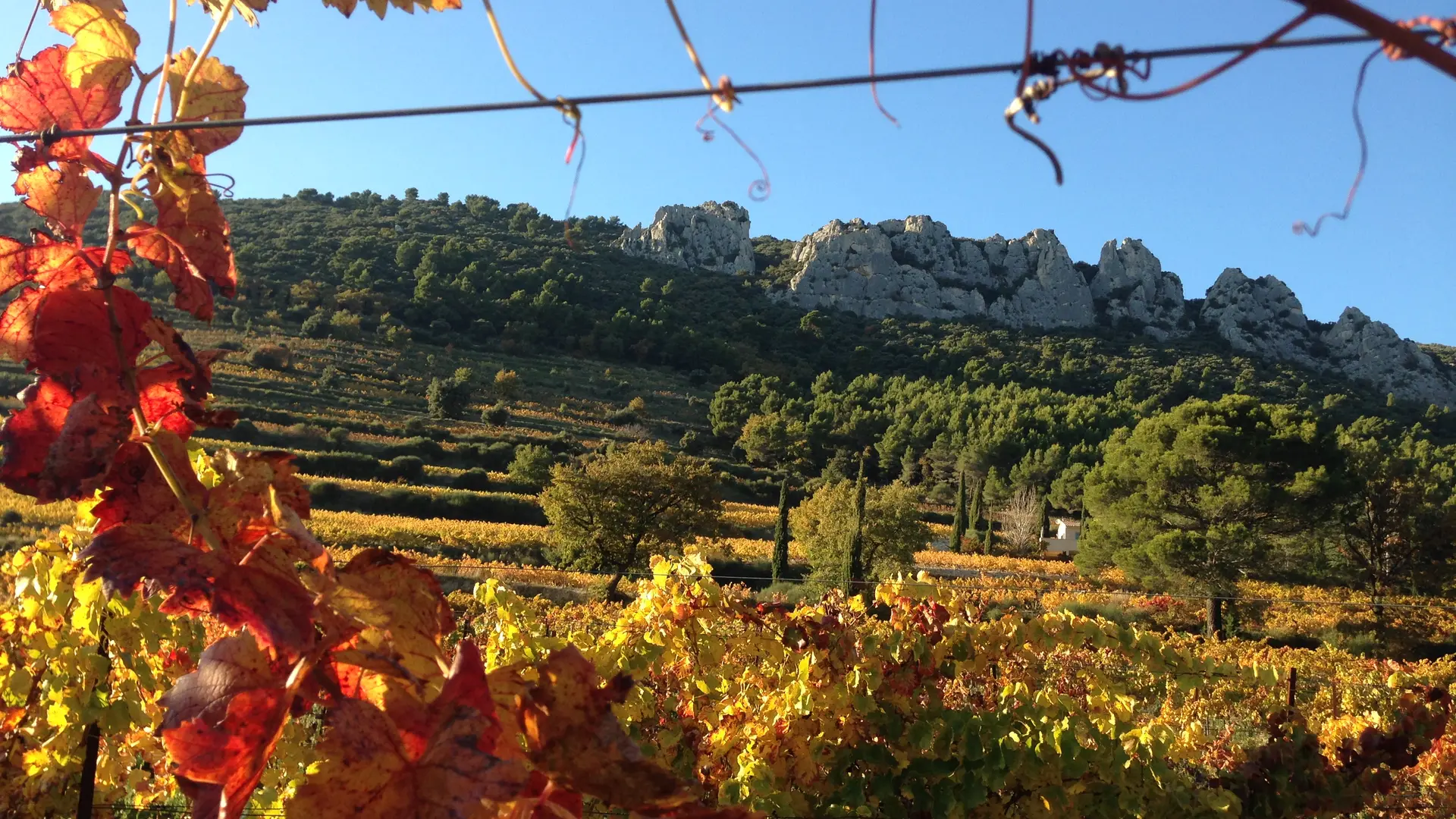 Automne dans le vignoble du Domaine de Fenouillet