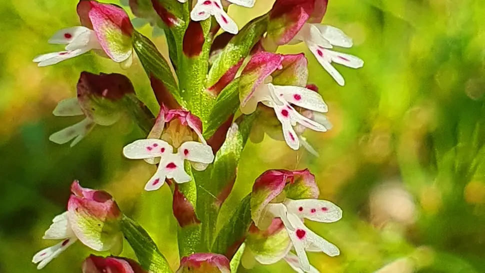 Orchis ustulata