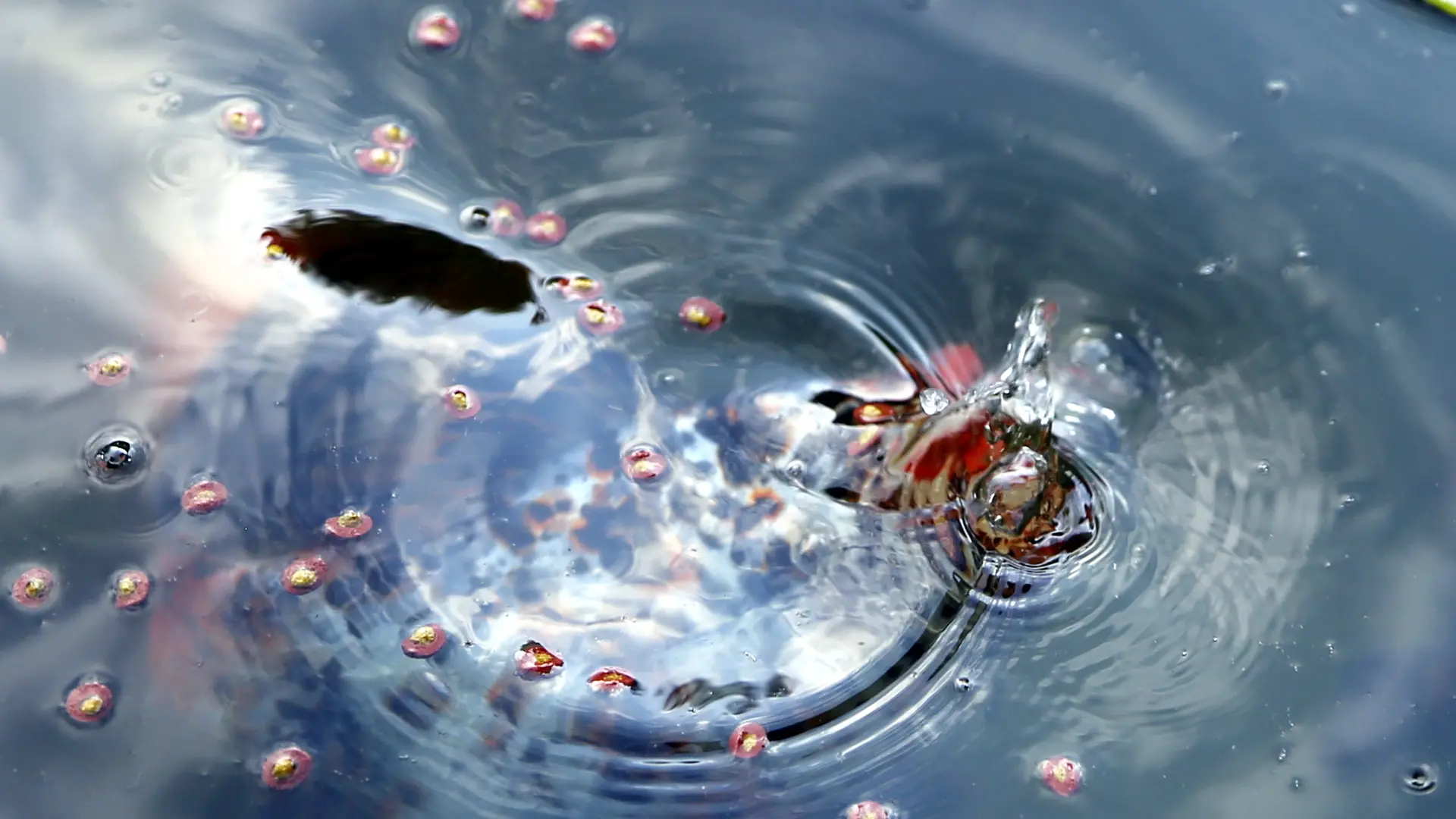 Bassin