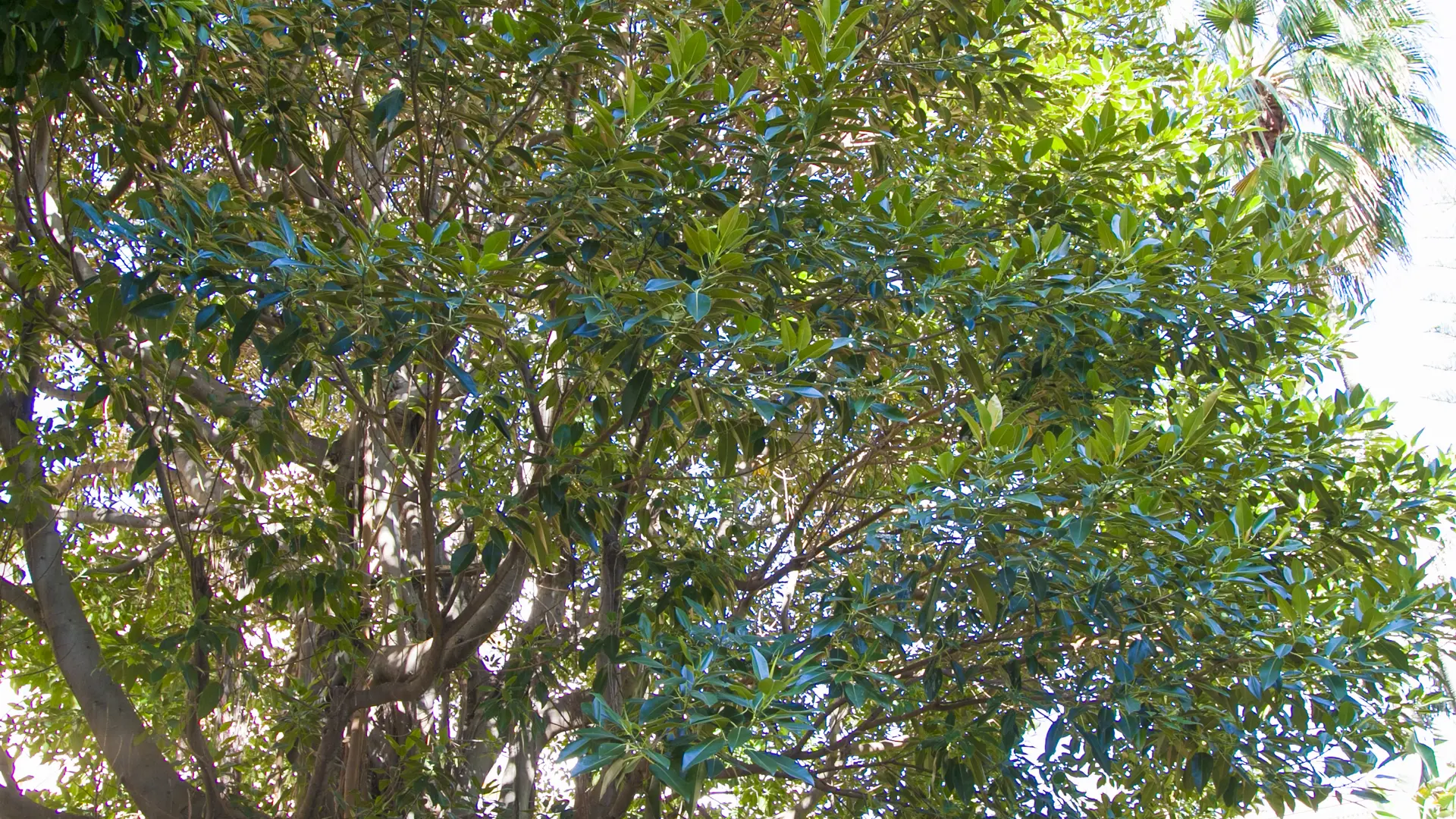 Ficus macrophylla arbre