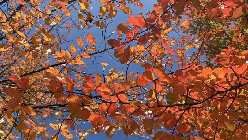 AUTOMNE LA RENCONTRE