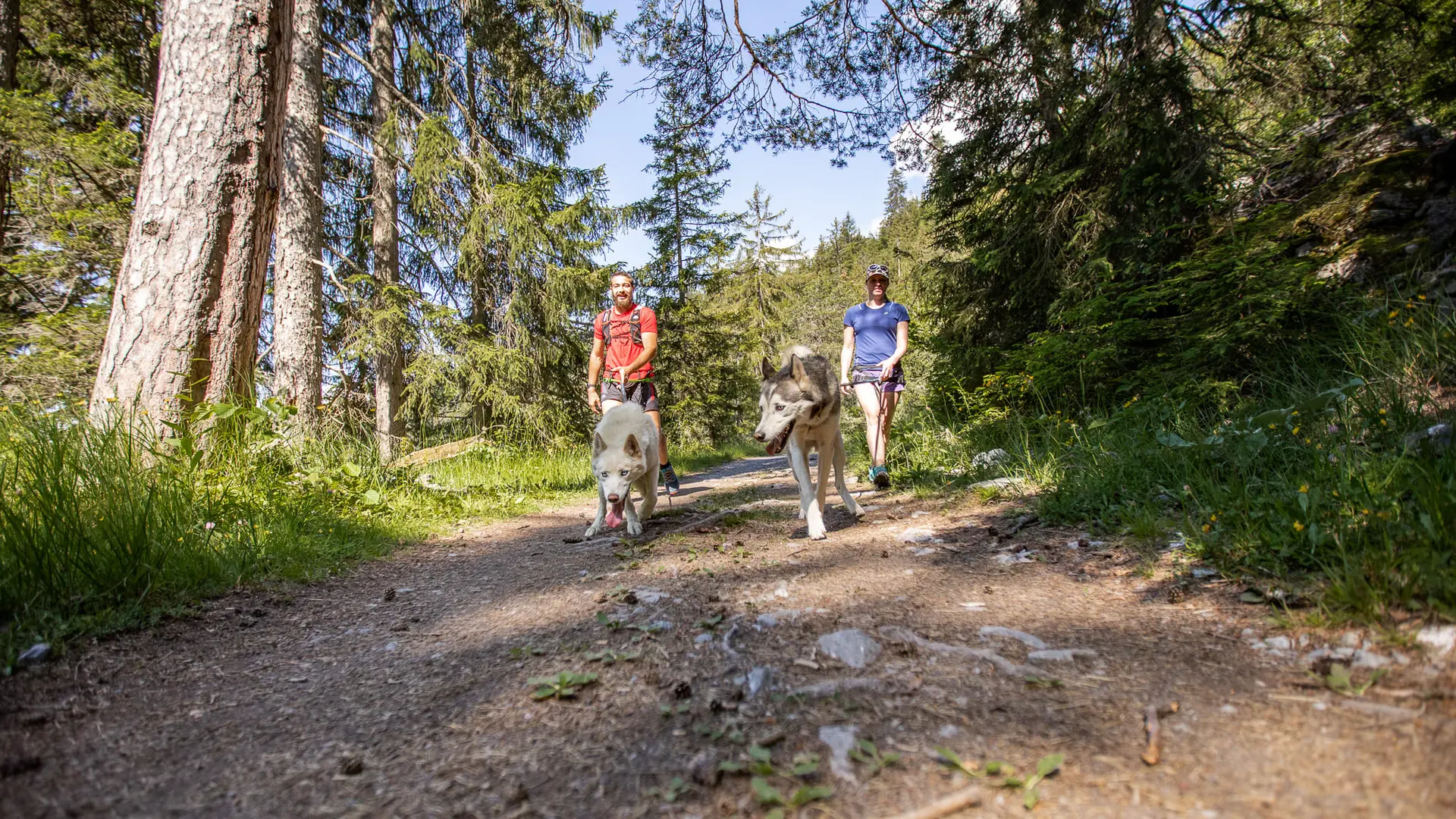 Cani-marche in het bos