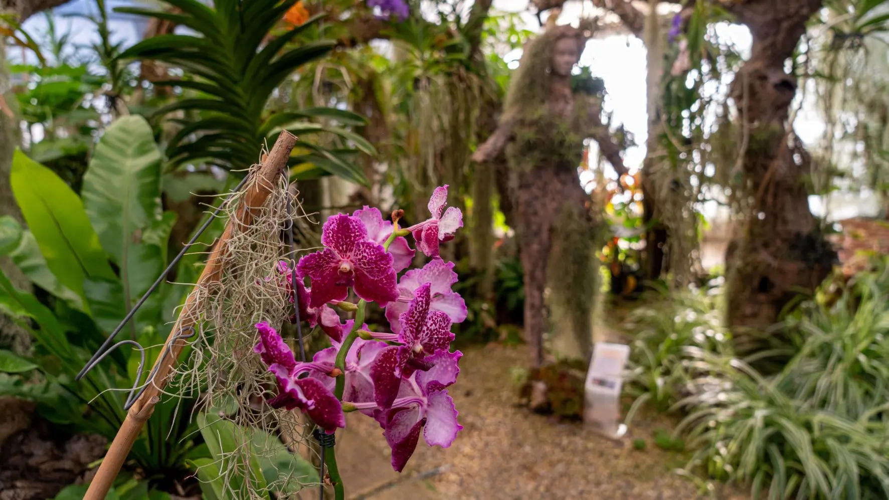 Jardin d'orchidées