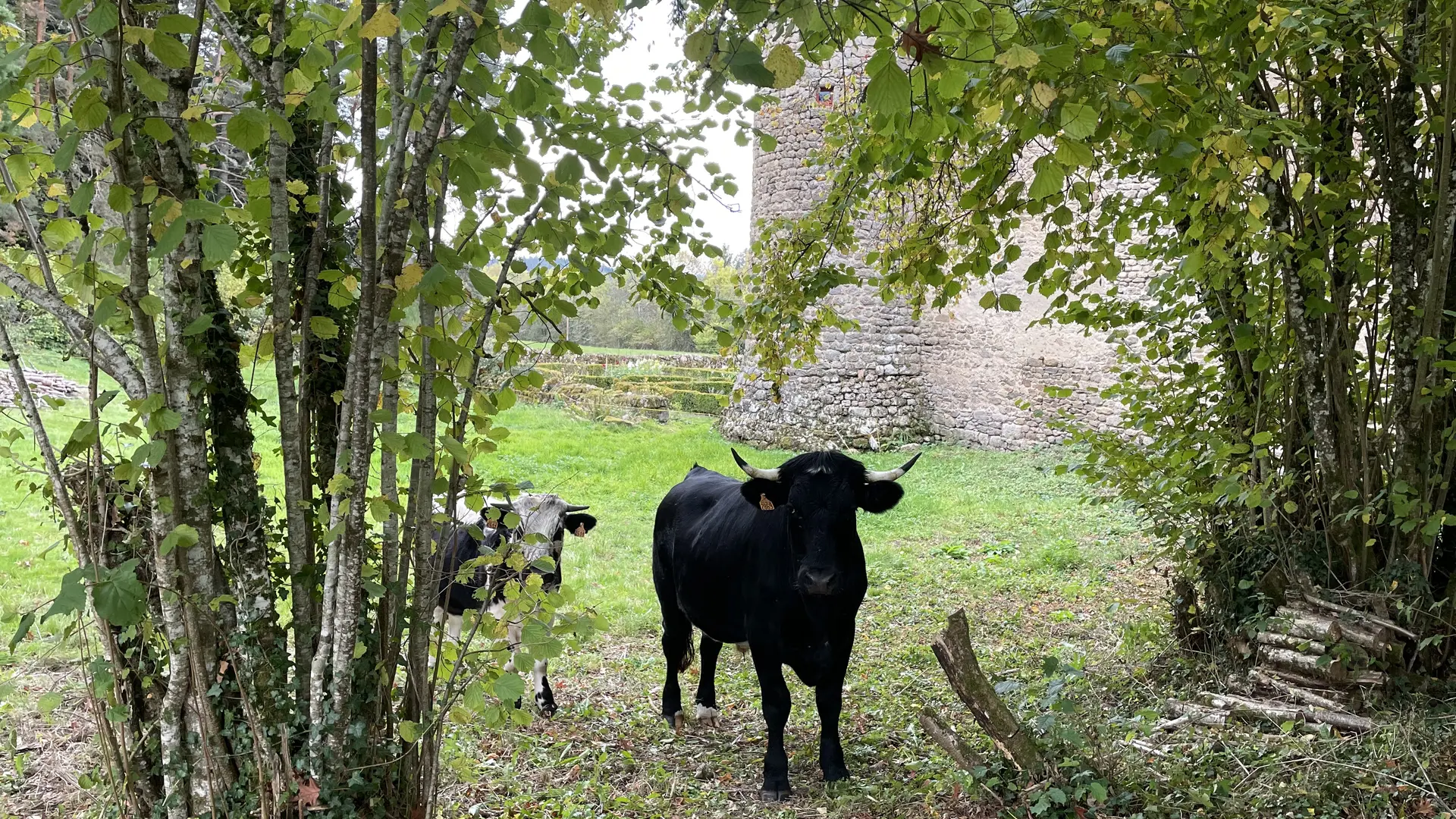Ubu et Berlu s'installent pour l'hivers pour débarder du bois