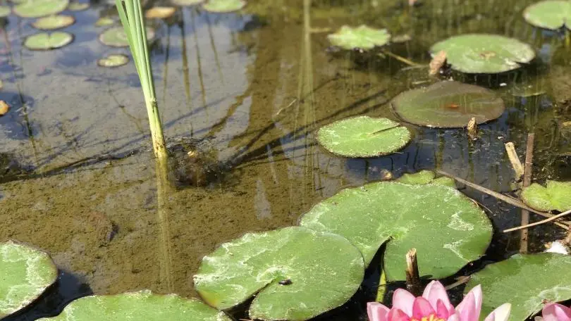 la bessin dans le patio