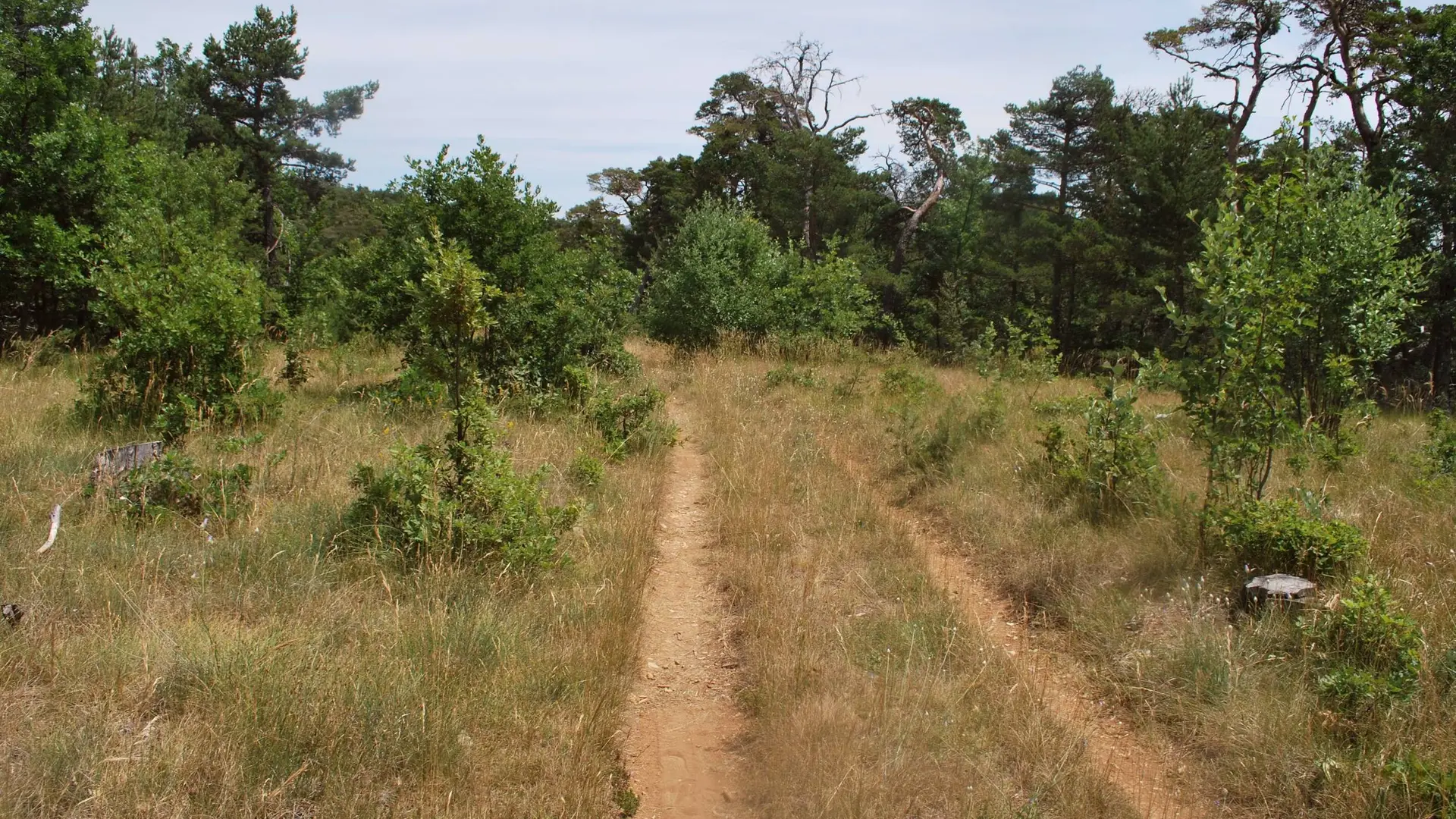 L'itinéraire passe par de belles pistes forestières
