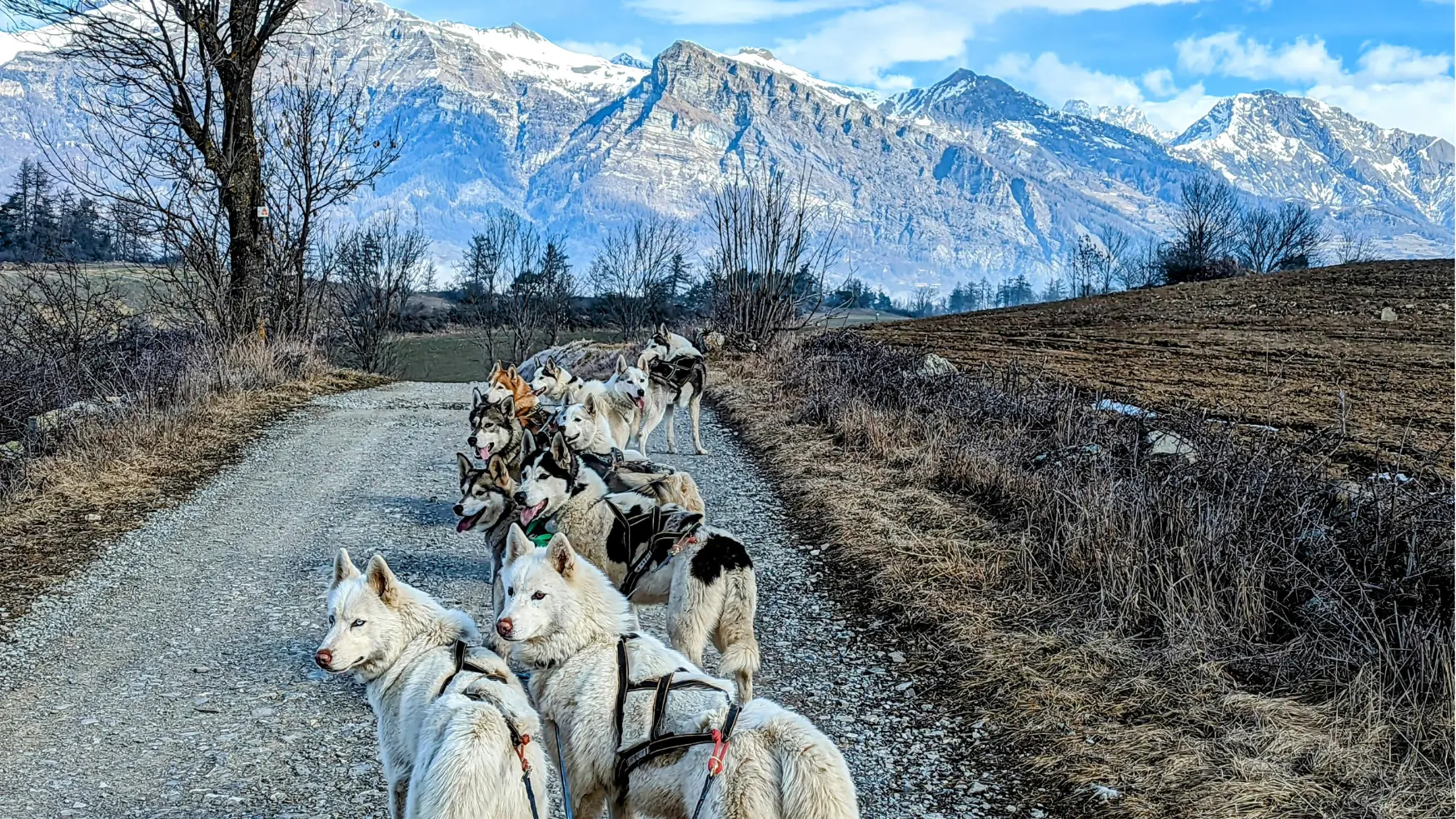Cani-kart avec Travel Dog
