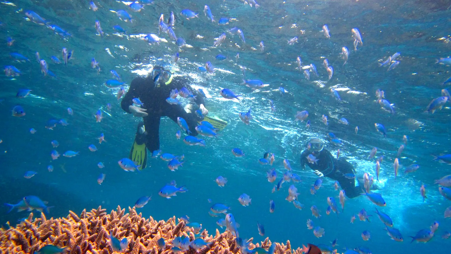 randonnée palmée, poisson, mer, océan, barrière