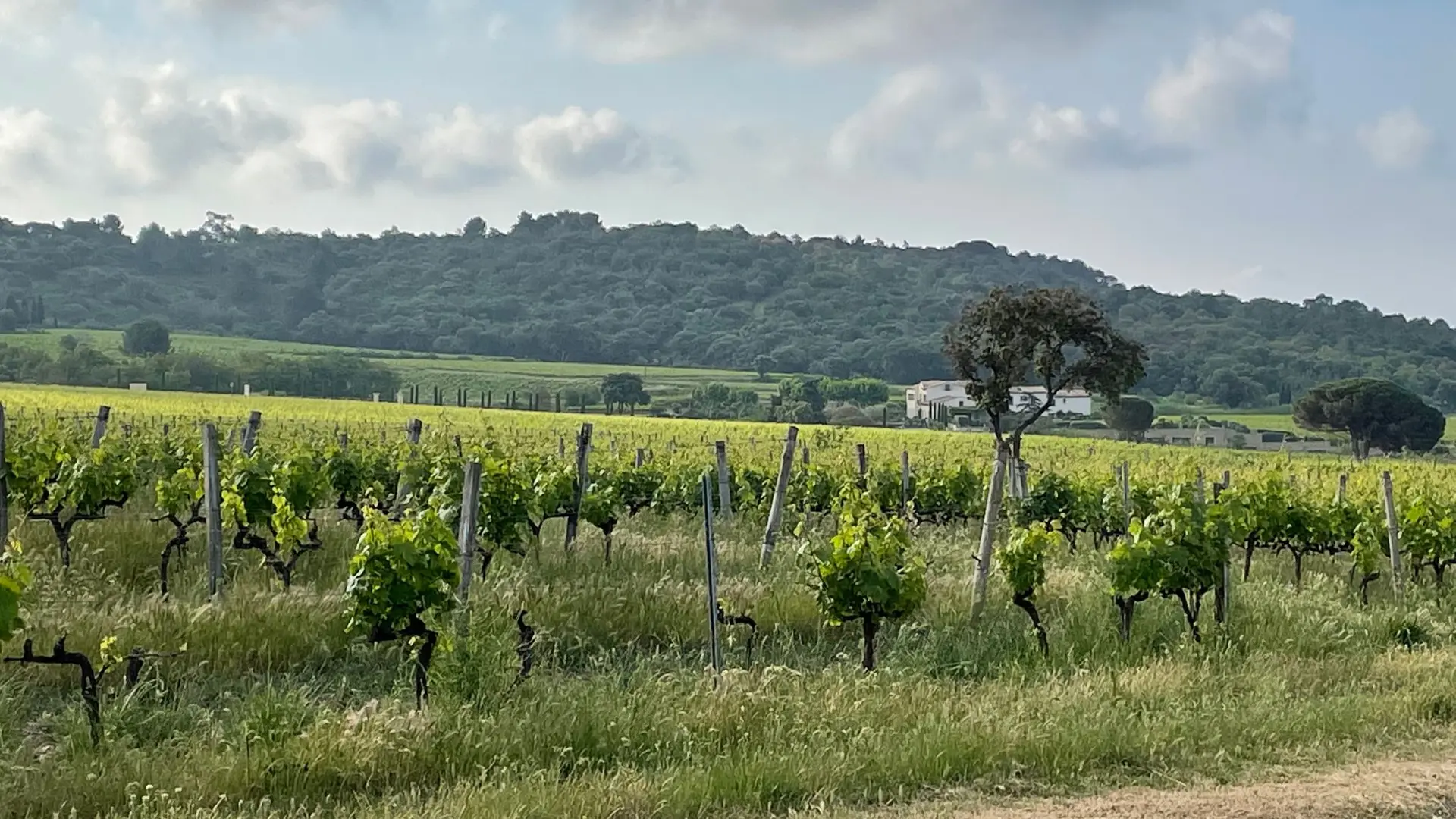 Petite Suisse Hinking