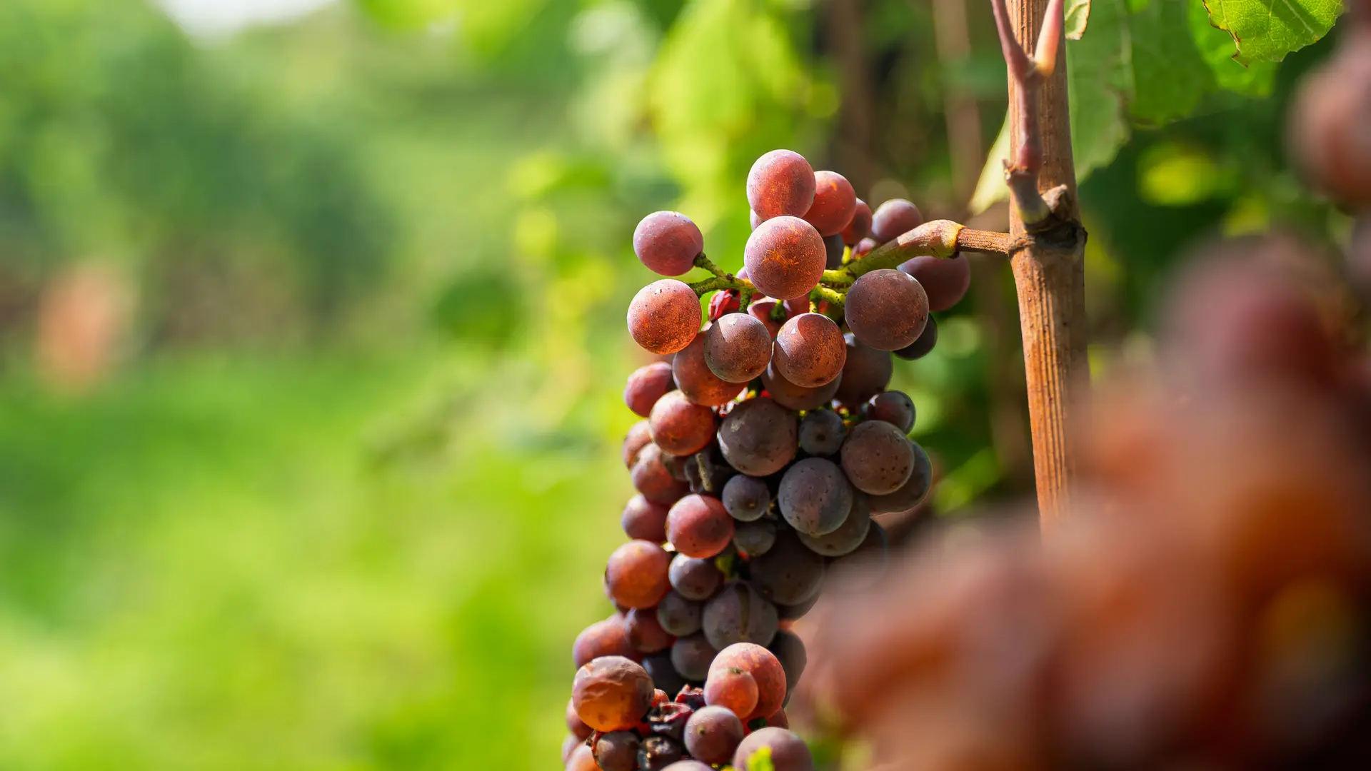Domaine de Mucelle_Challex