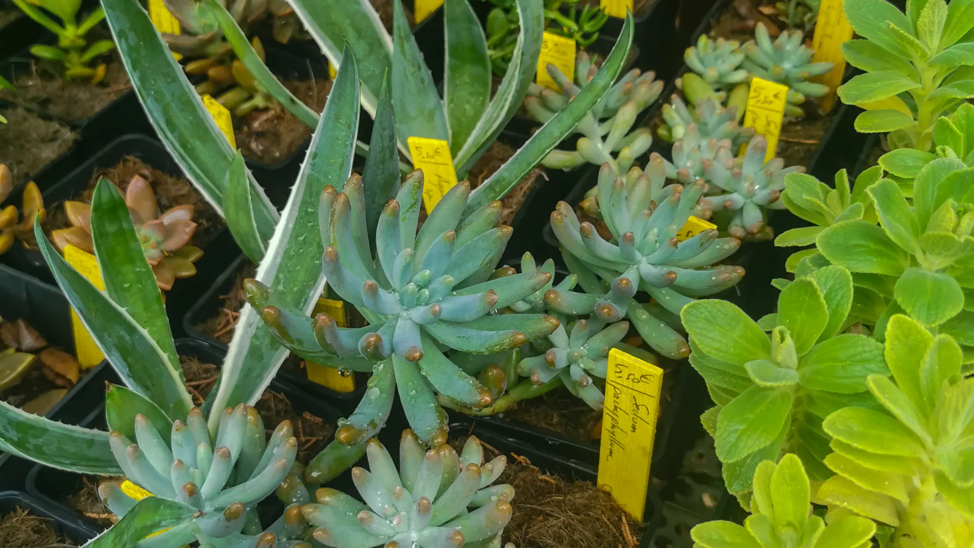 La pépinière du Domaine du Rayol_Rayol-Canadel sur Mer