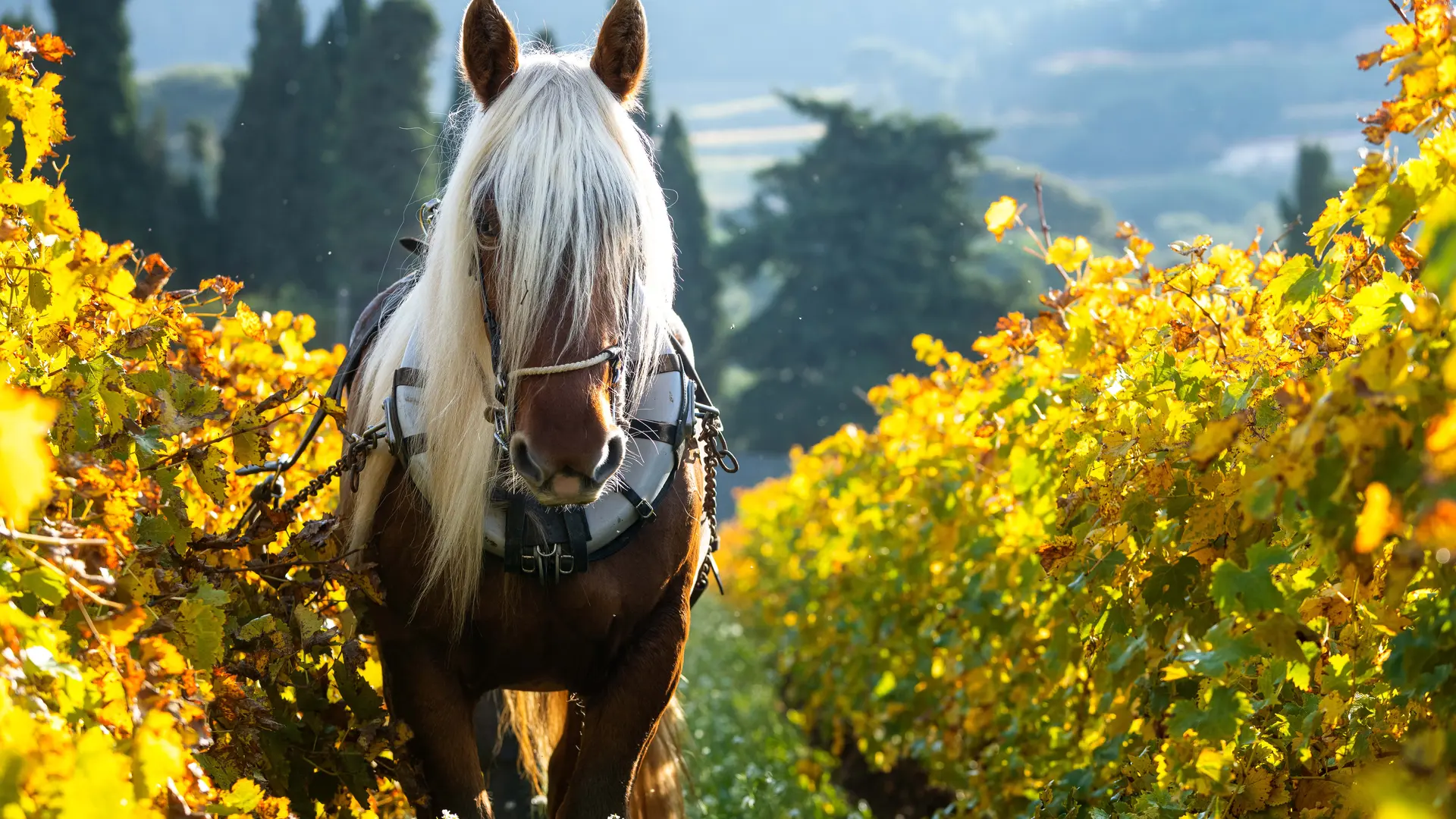 Labour à cheval