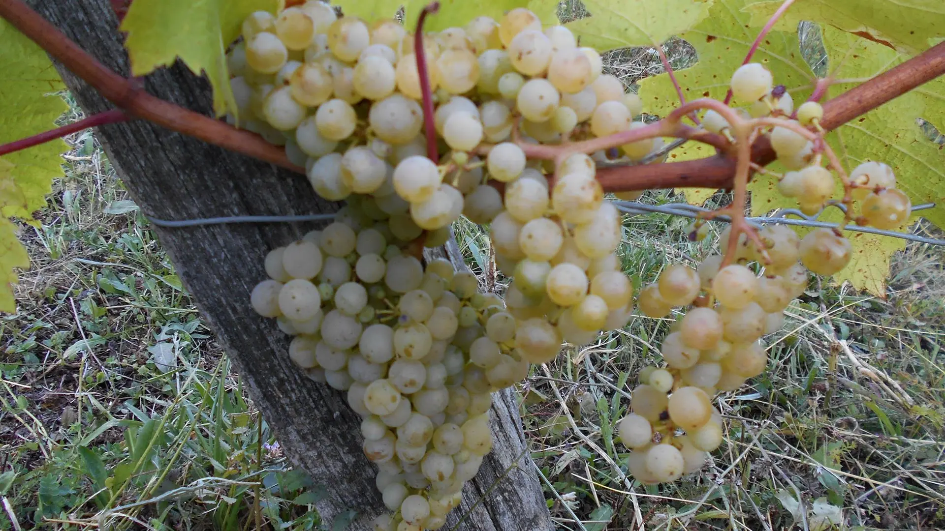 Domaine Antoine Véronique Cerdon