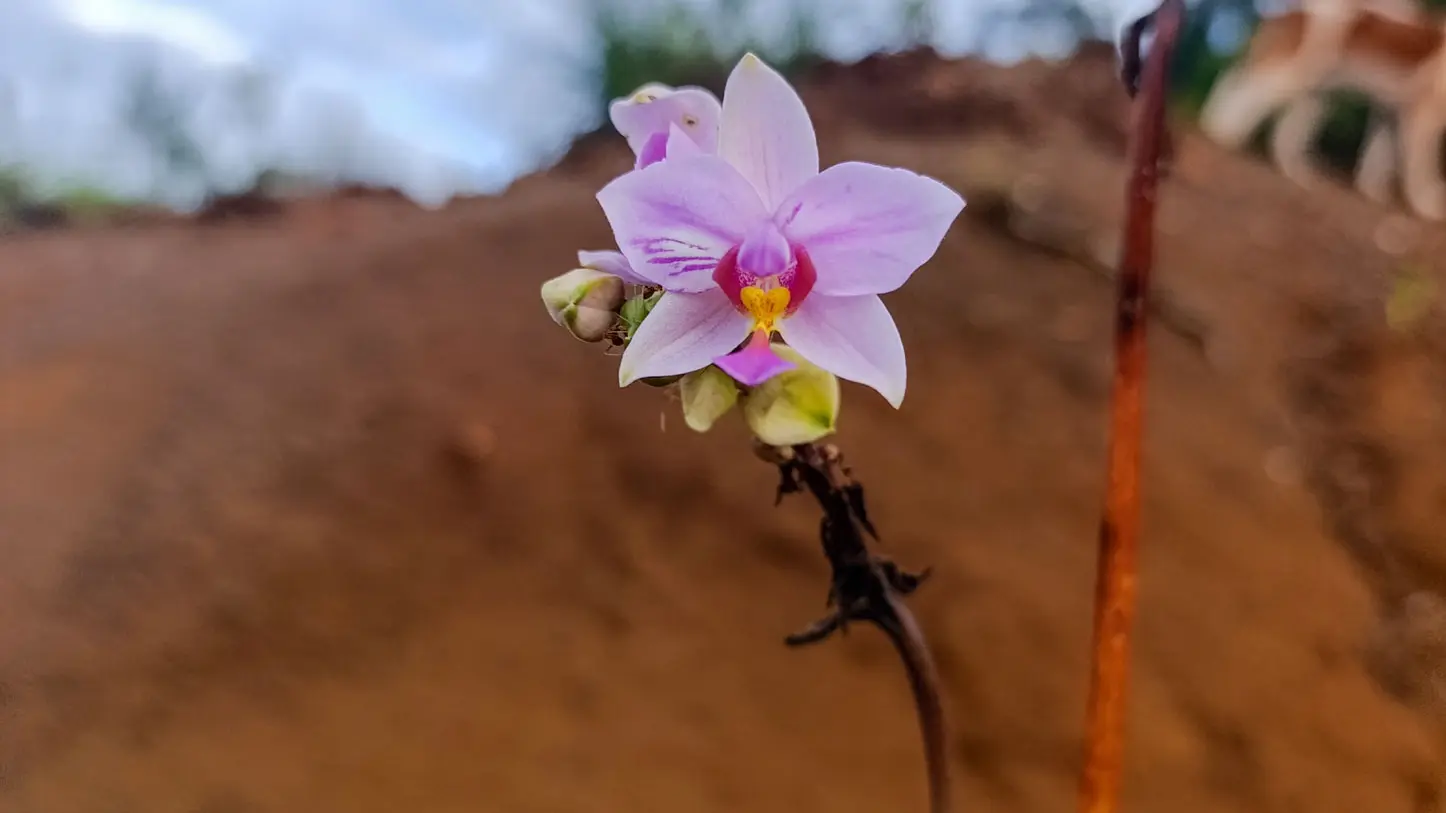 Flora of the Great South
