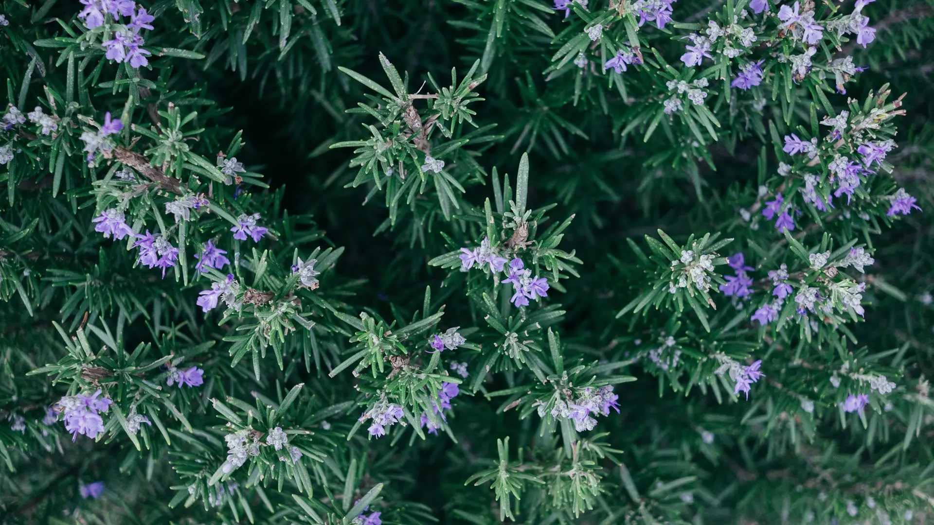 Circuit des Collines_Gardanne