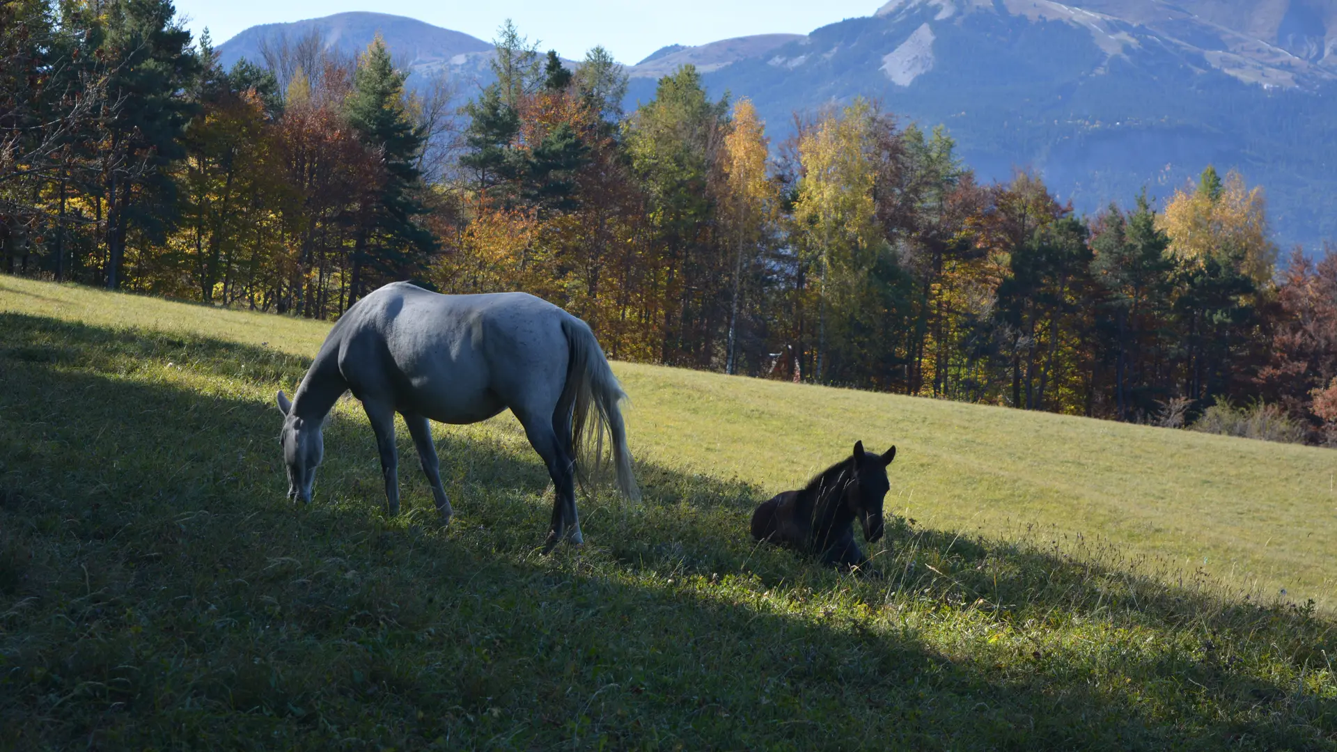 Chevaux