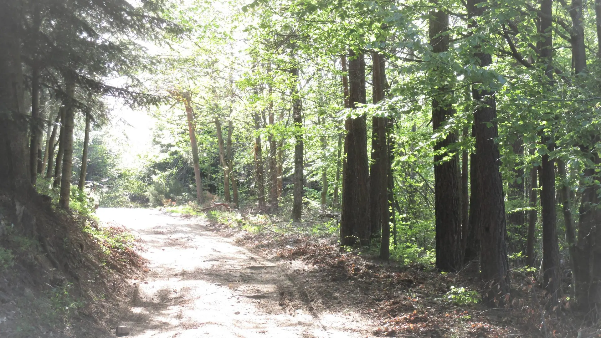 Piste en forêt