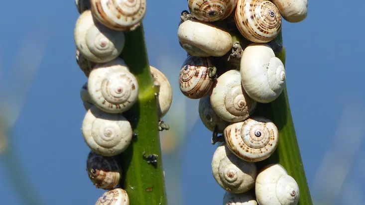 Escargots des dunes
