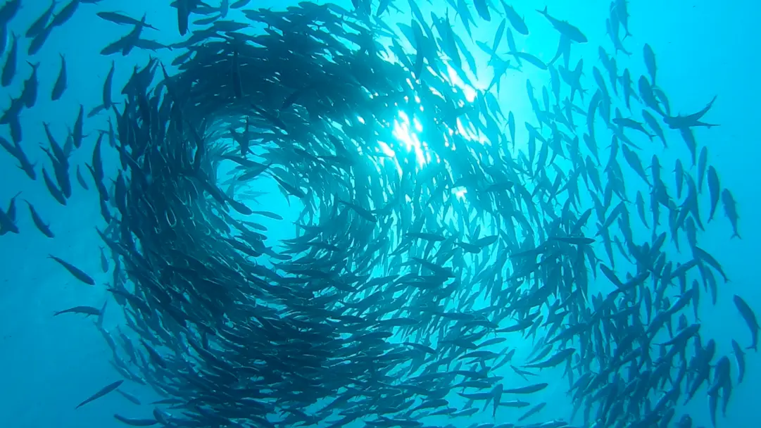 Raie Manta Diving Tikehau