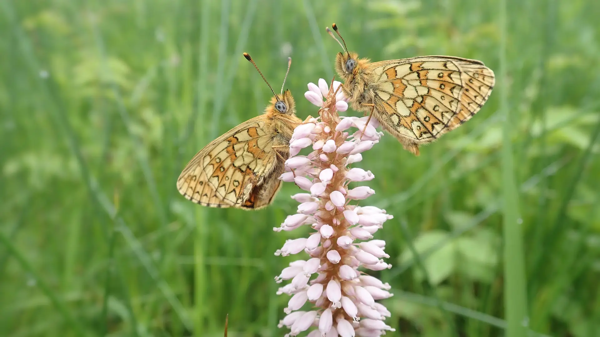 Papillon Nacré de la Bistorte à Noubals