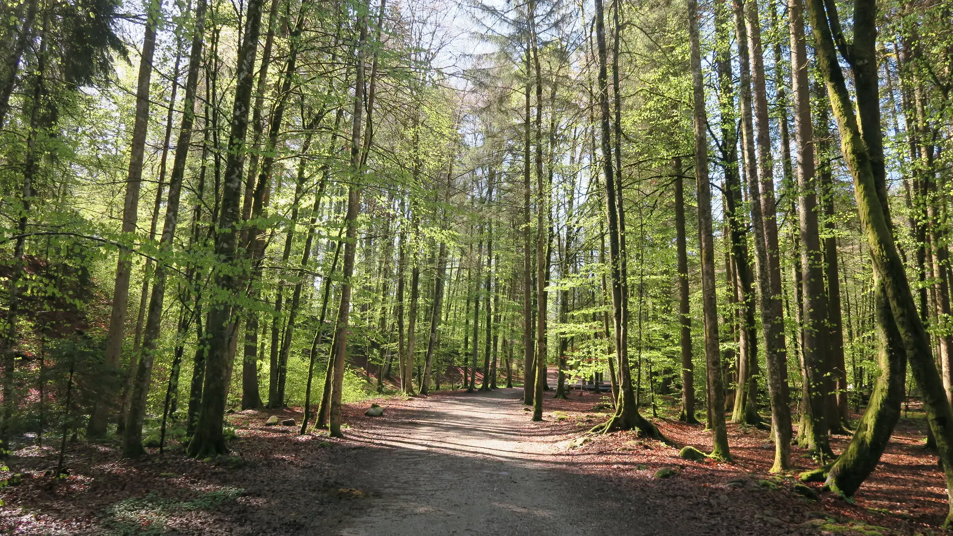 Les Dérèches - sentier forestier