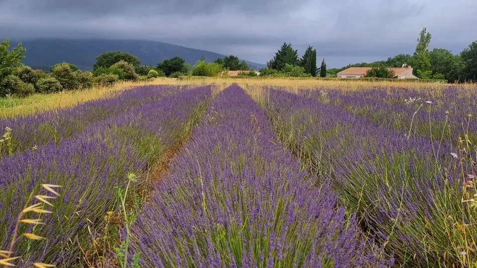 La propriété et son champ de lavandes