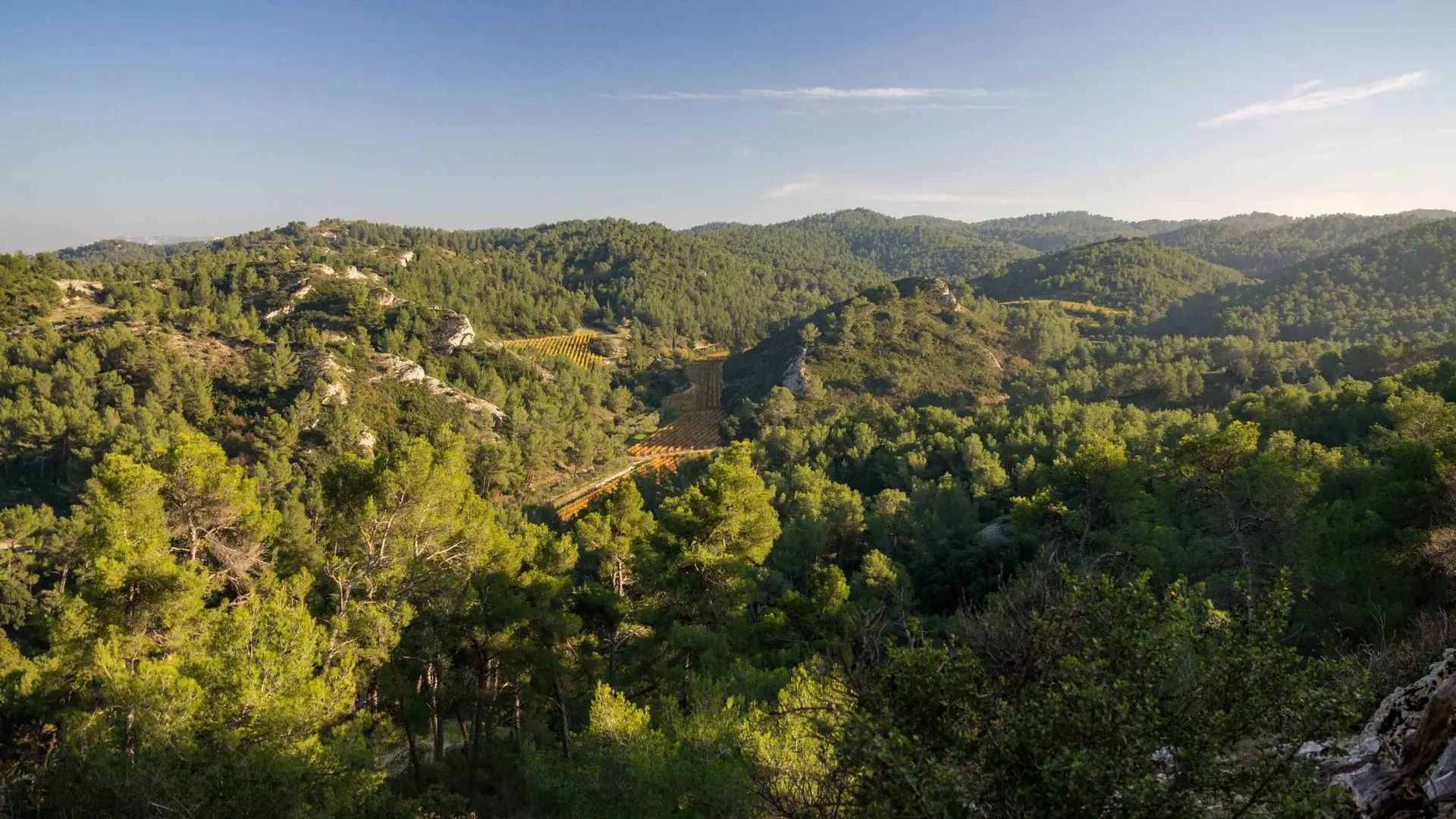 Vue sur le massif forestier depuis le promontoire de Notre-Dame du Château