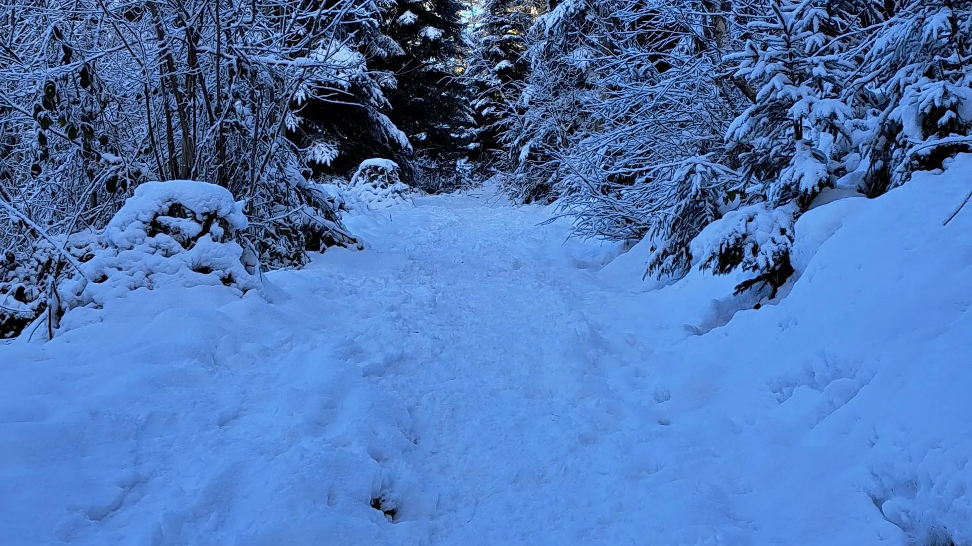 Sentier dans la forêt et dans la neige