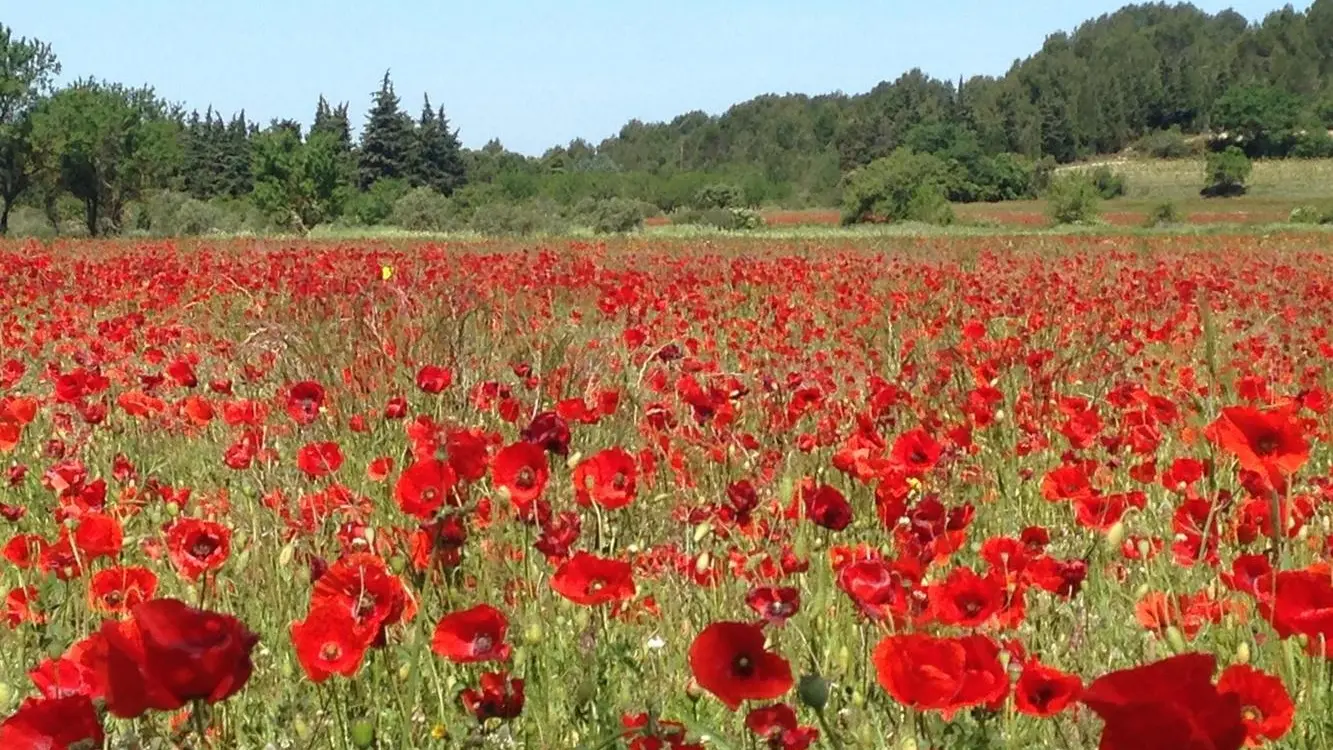 Coquelicots au printemps