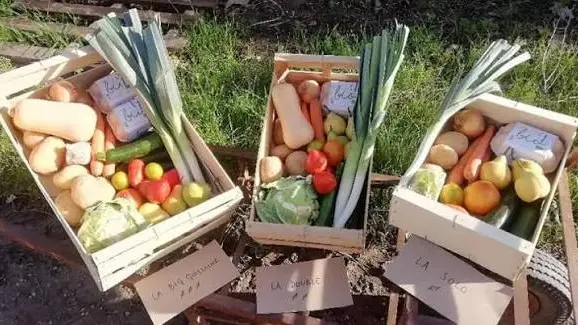 Présentation de 3 cagettes de légumes assortis
