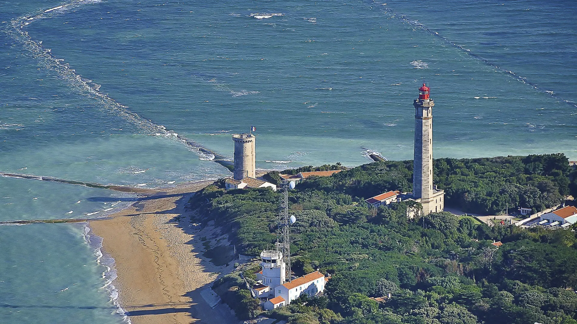 Moufette à la pointe des Baleines