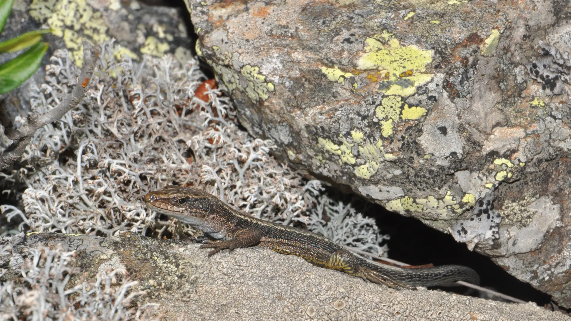 Lézard d'Aurélio que l'on trouve uniquement dans cette partie des Pyrénées