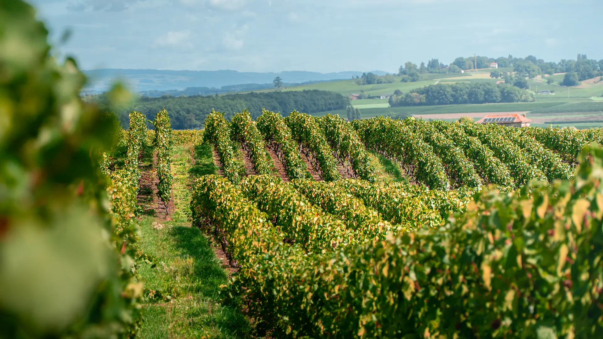 Domaine de Mucelle_Challex