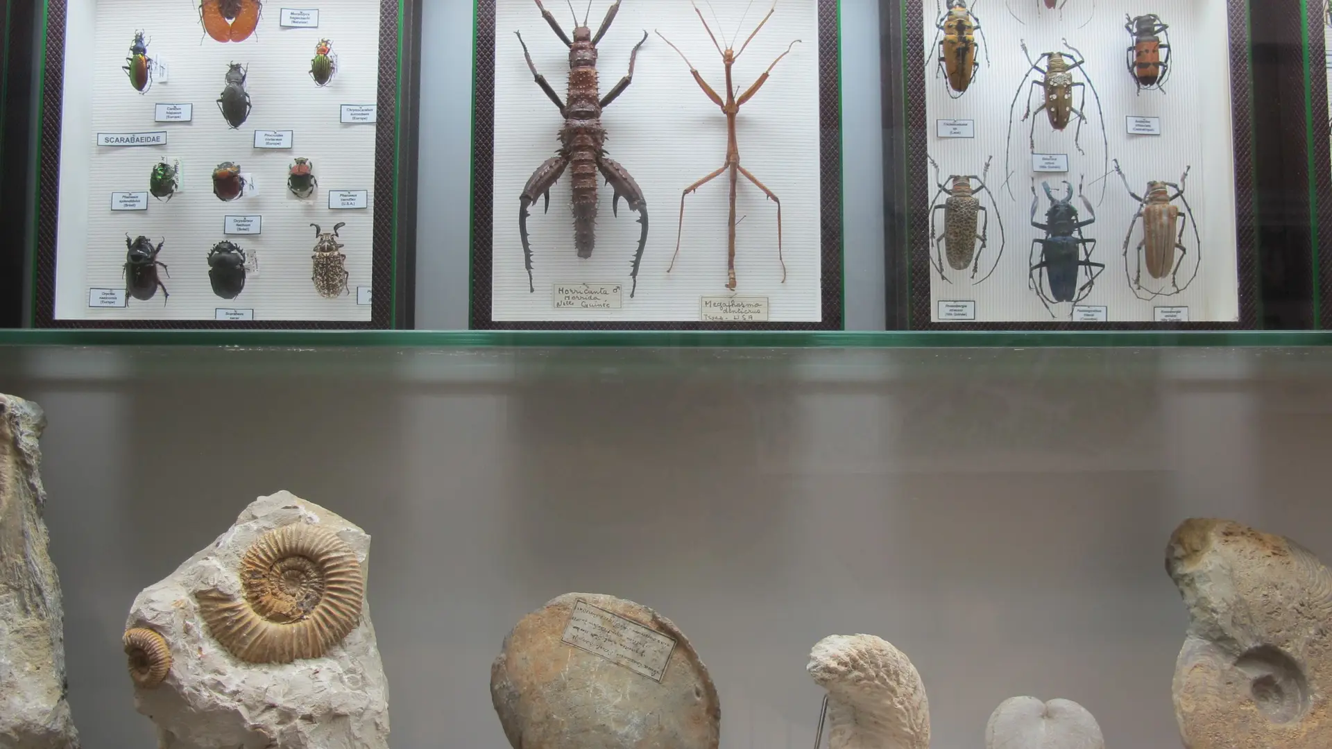 Museum d'Histoire naturelle