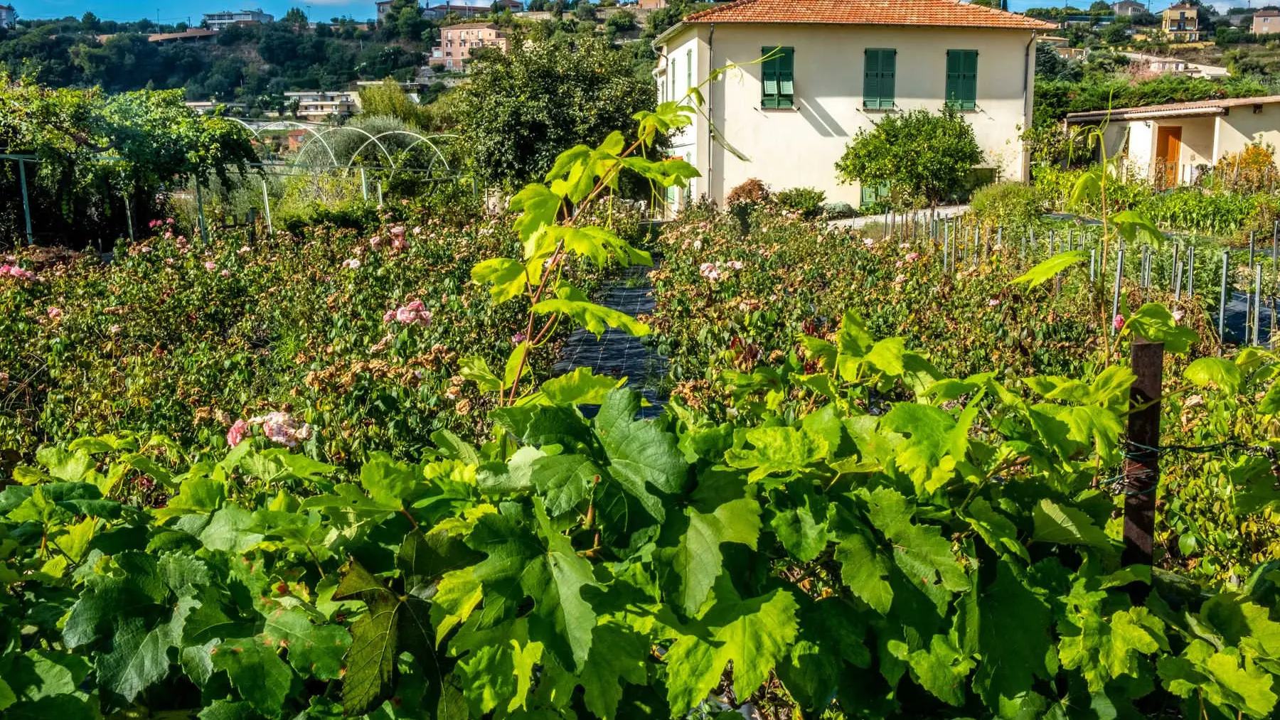 Gîte Chez Tante Jeanne-Vignes-Nice-Gîtes de France des Alpes-Maritimes