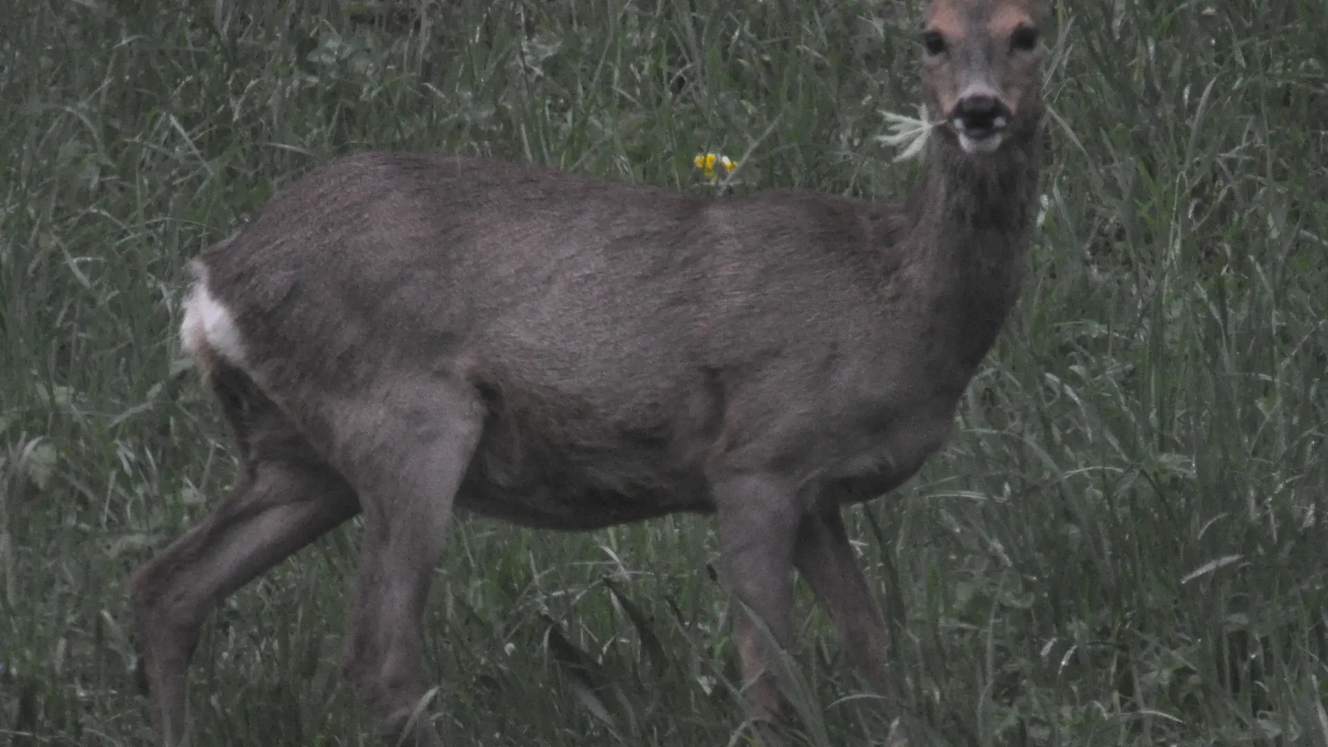 Sunset et chamois